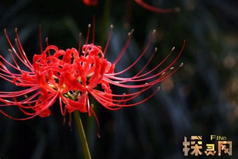 彼岸花 不吉|彼岸花为什么不能养，寓意不吉影响风水